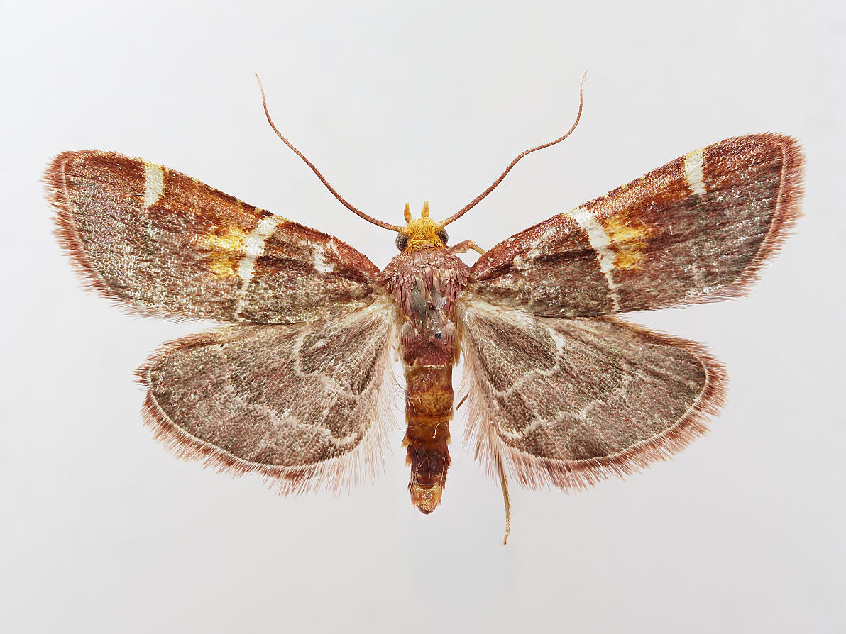 Papst-Leo-Schmetterling