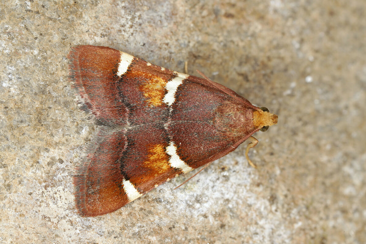 Pyralis regalis