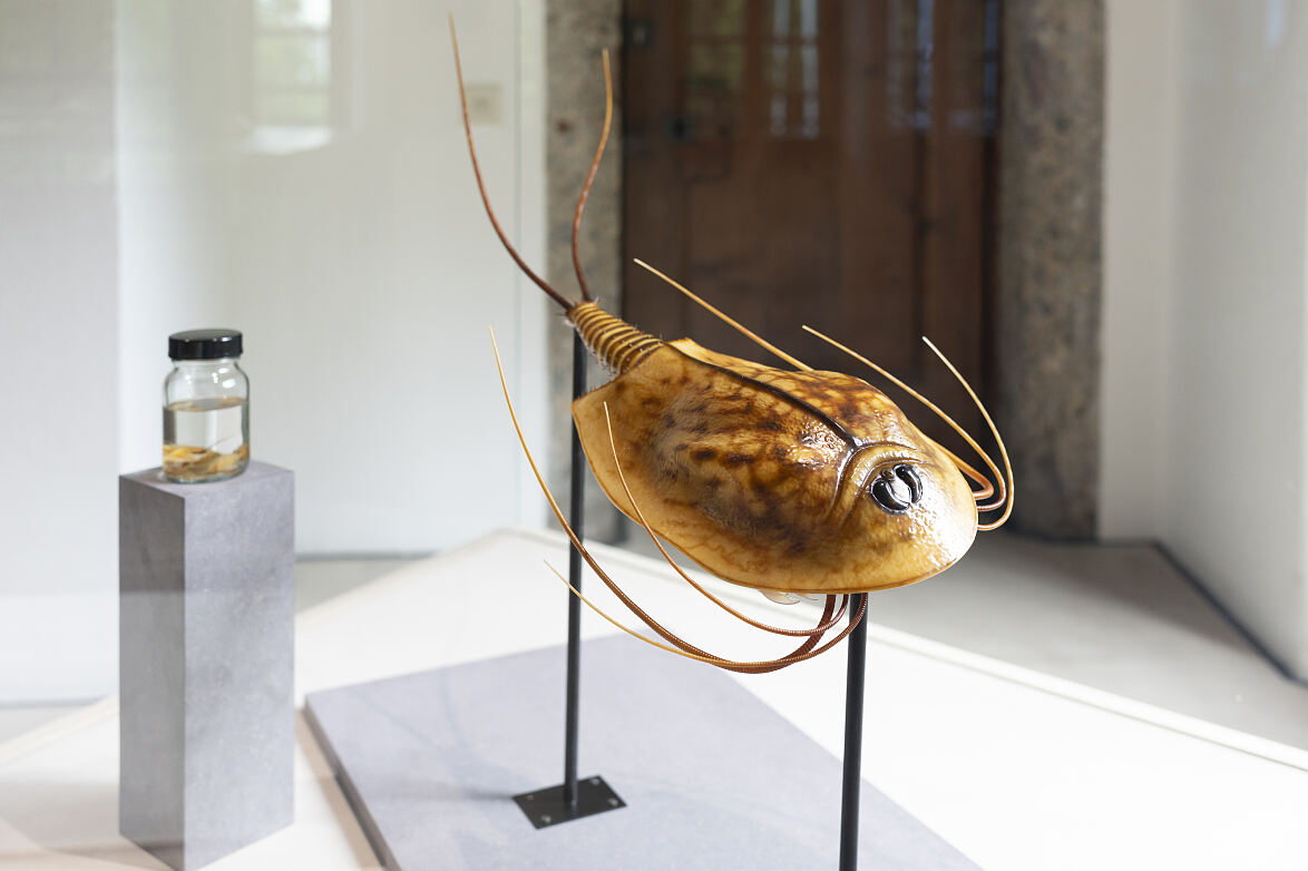 Extrem_Triops_c_MariaKirchner