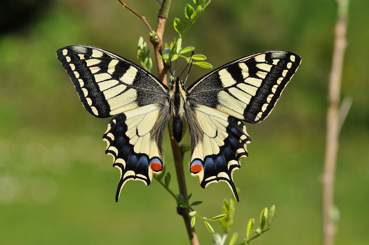 3_Papillio_machaon