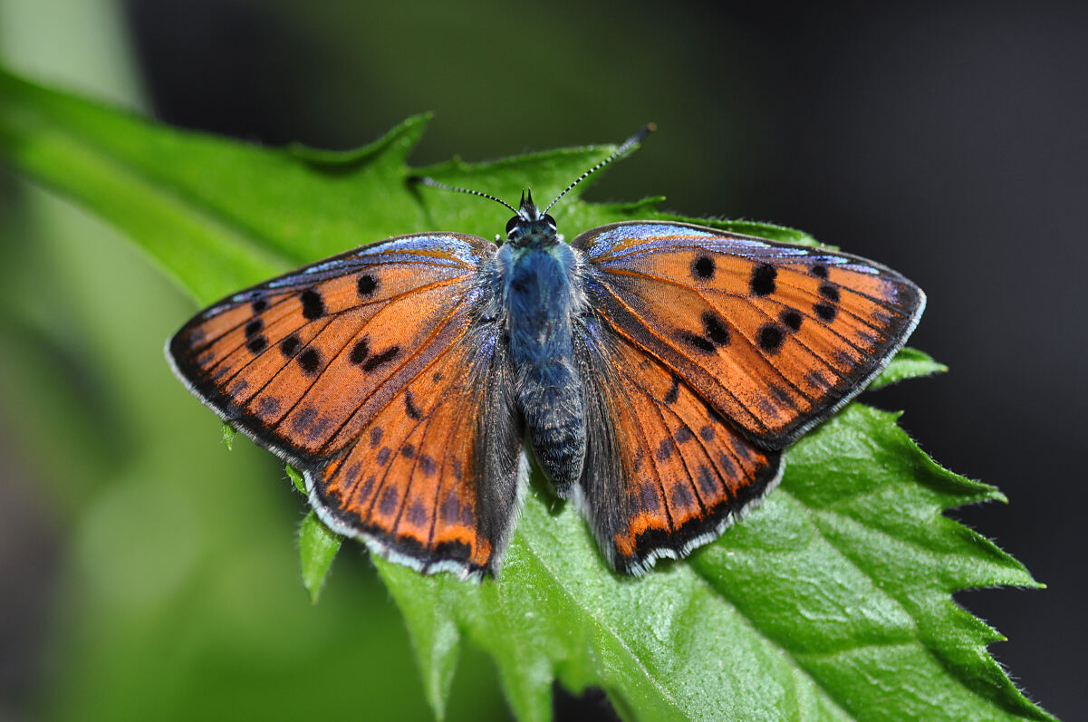 4_Lycaena_alciphron