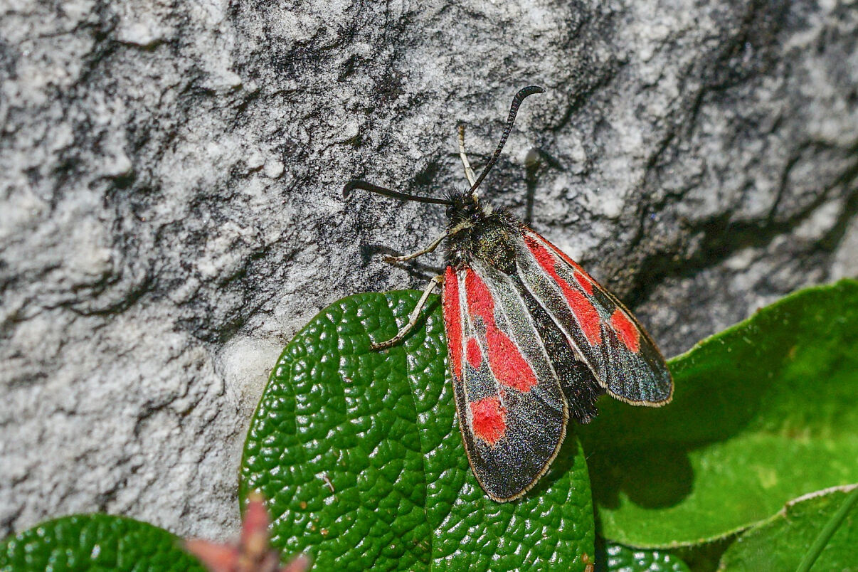 5_Zygaena_exulans