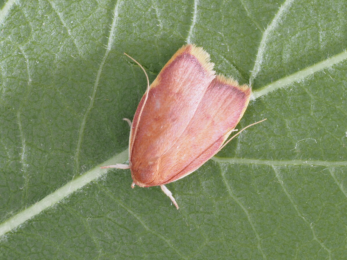Eichen-Faulholzfalter (Carcina quercana)